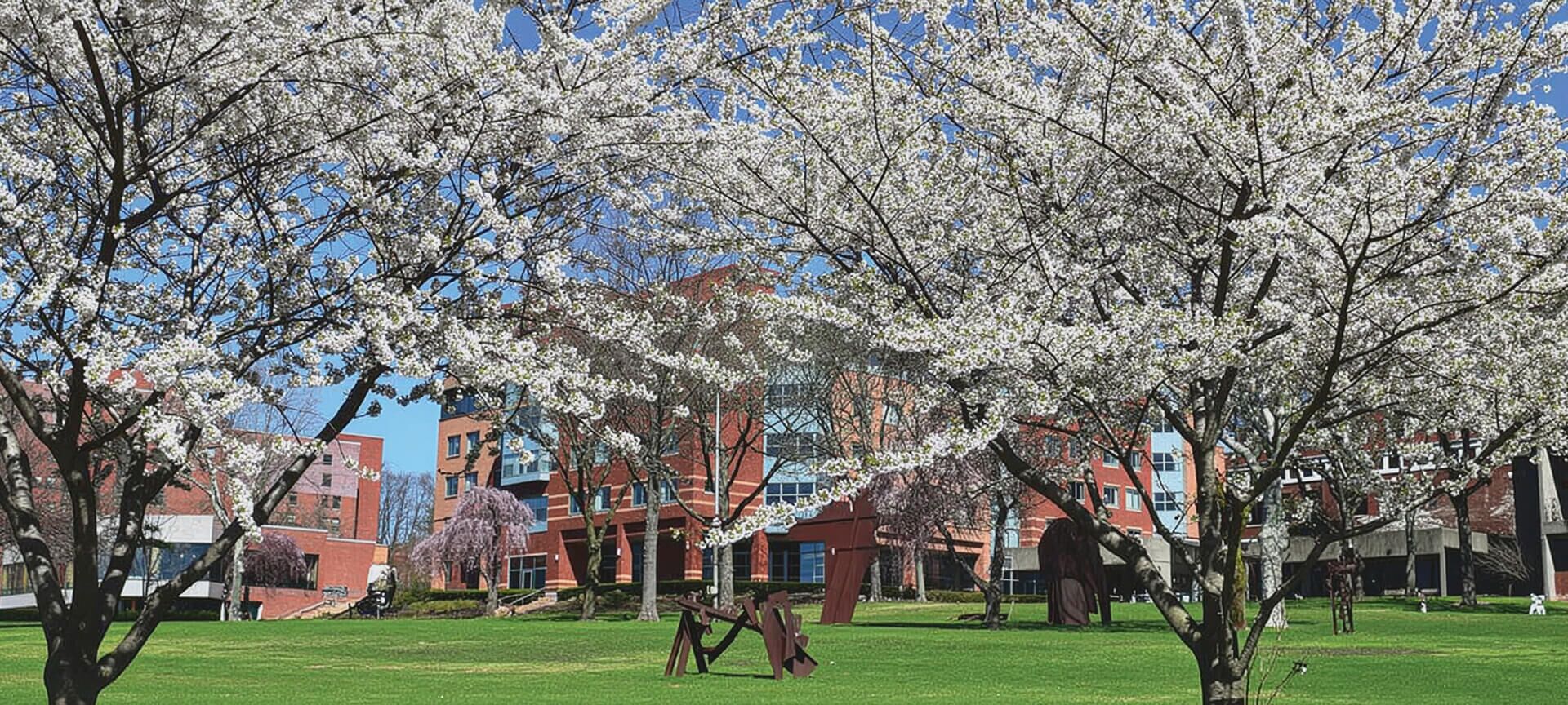Cherry blossom trees in full bloom stand in front of a red brick building on a bright, sunny day, with sculptures visible on the green lawn—an inviting setting for Skilled Nursing and Memory Care services.