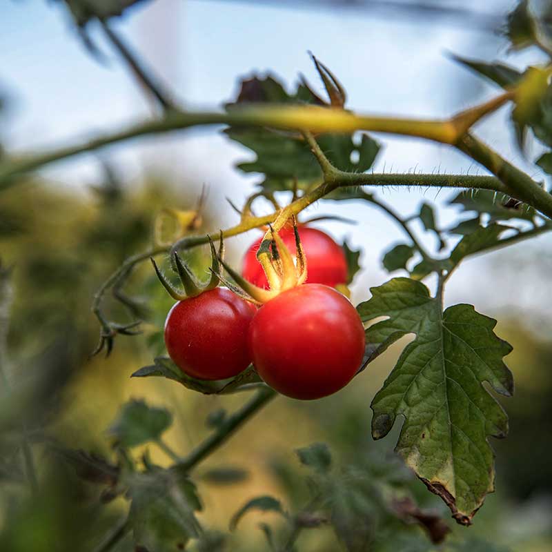 Vegetable Garden