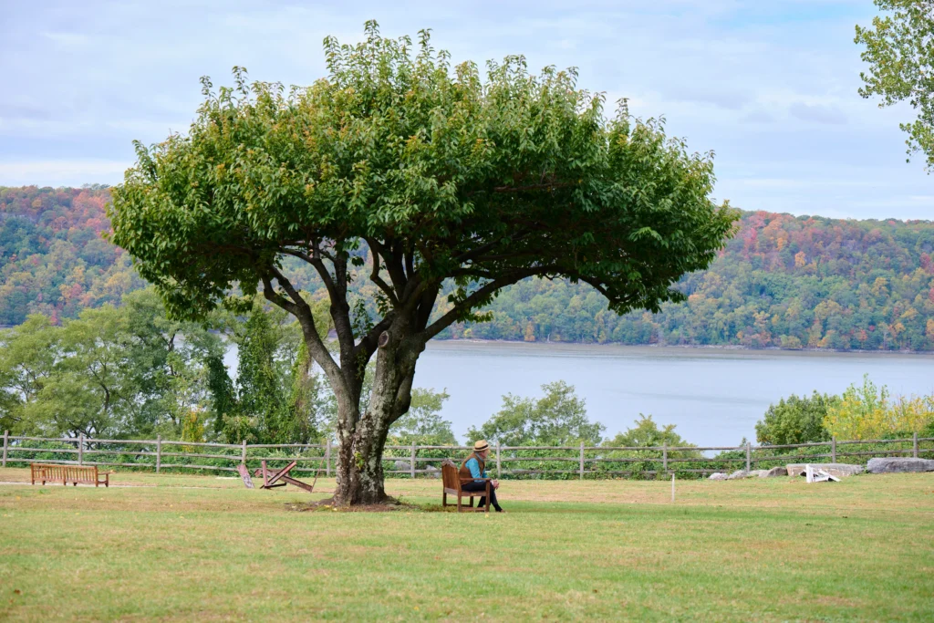 Person sitting on bench under large tree by river, with autumn leaves and rolling hills in background.